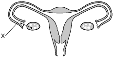 reproduction and development, human female reproductive system fig: lenv12019-examw_g18.png